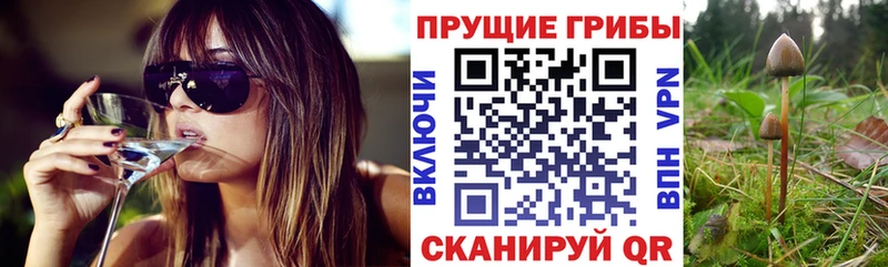 дарнет шоп  Стародуб  KRAKEN ТОР  Галлюциногенные грибы Psilocybine cubensis 